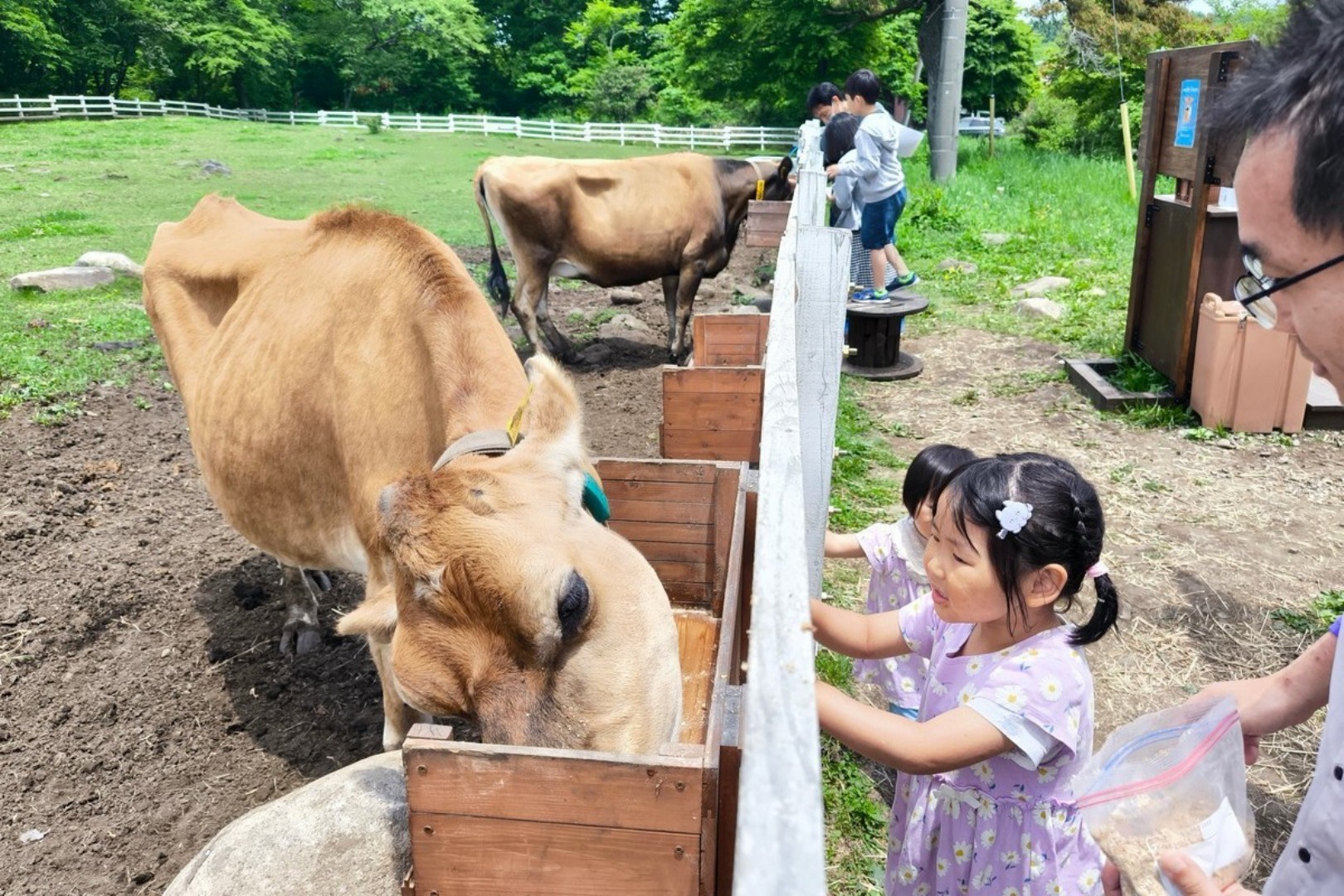 有機ジャージーソフトクリーム