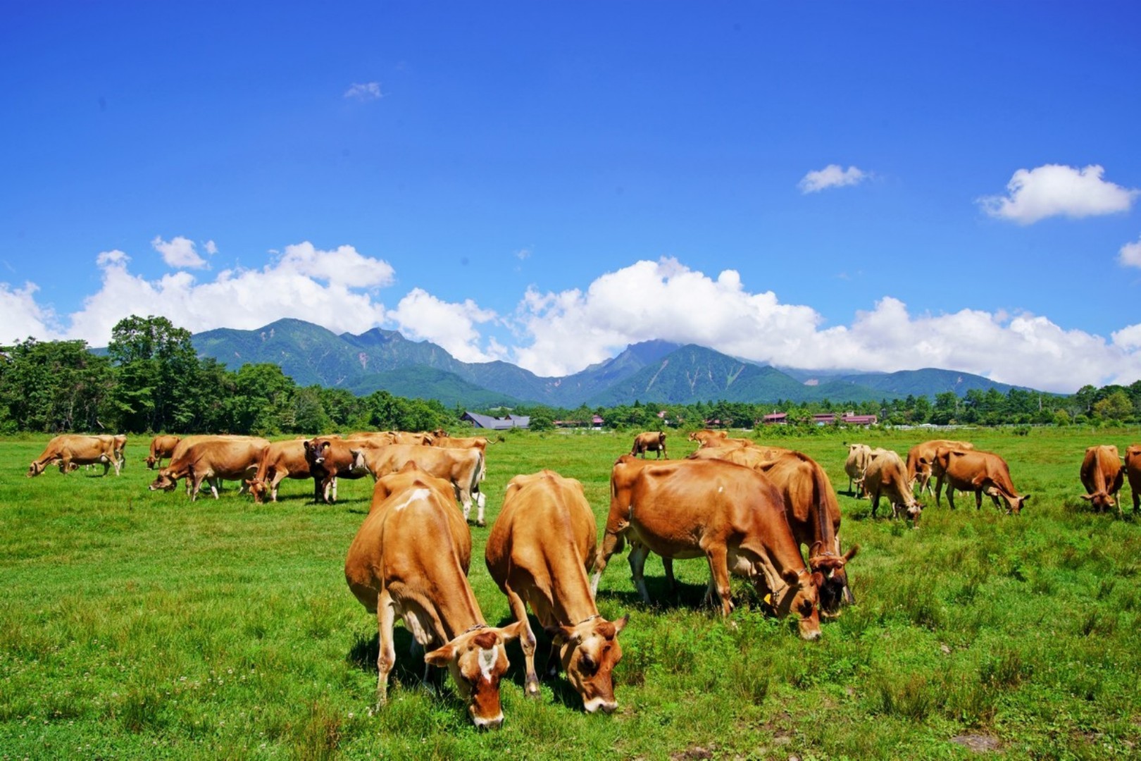 清里の自然体験