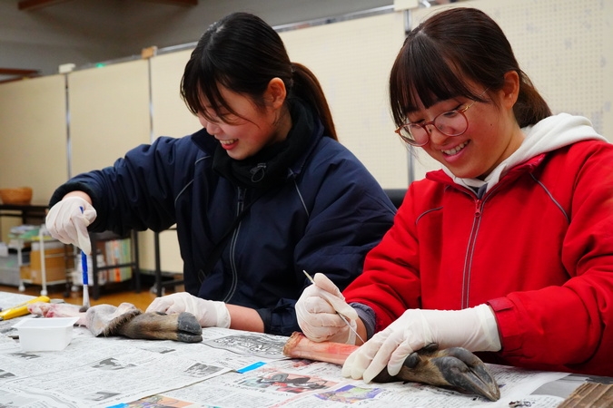 シカの足標本作りワークショップ in 清里