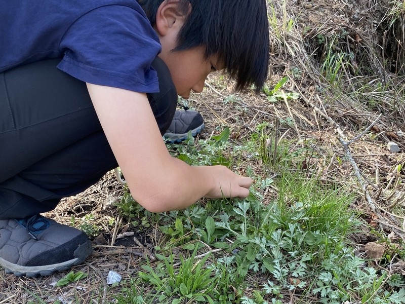 よもぎ団子づくり