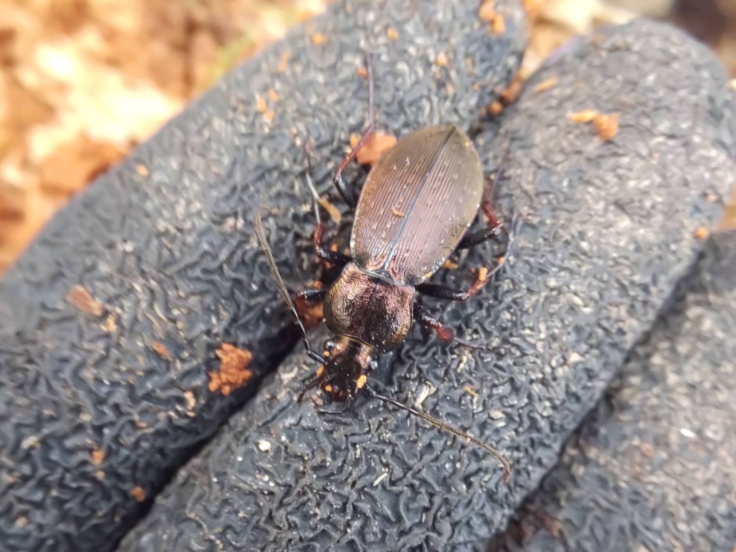 越冬昆虫を探せ！