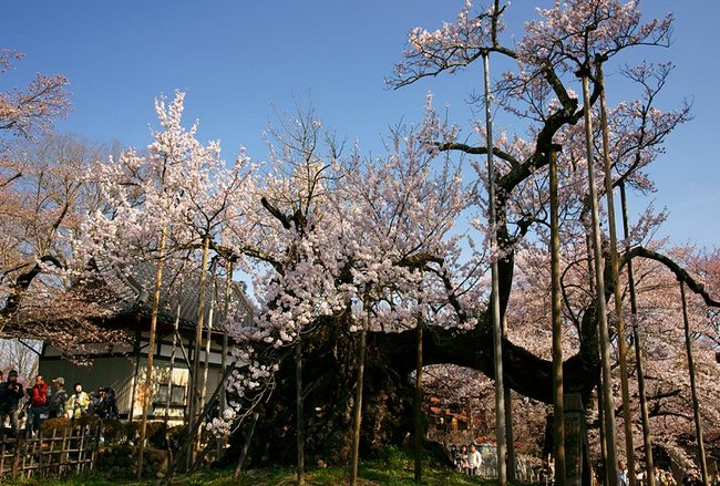 山高神代桜